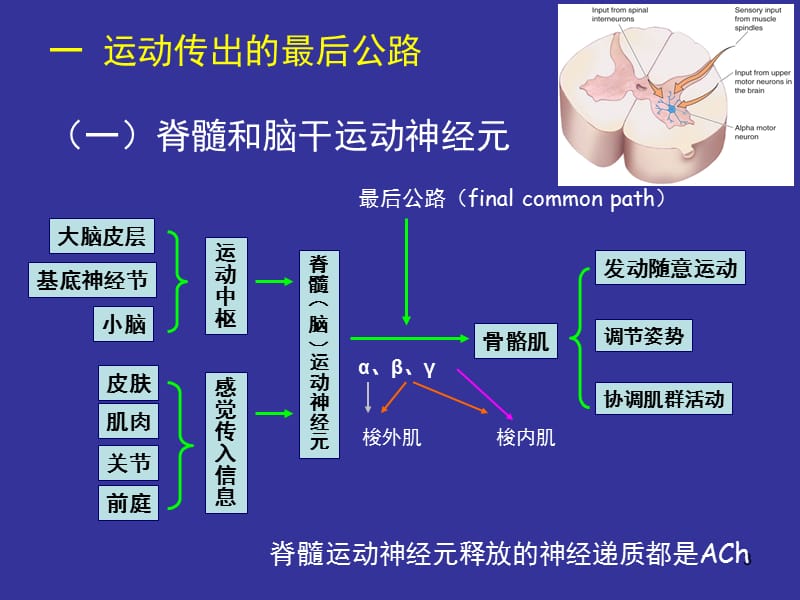 神经系统PPT课件.ppt_第3页