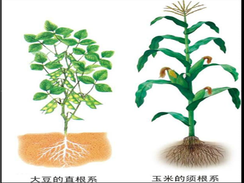 根里的抽水机(根的作用).ppt_第3页