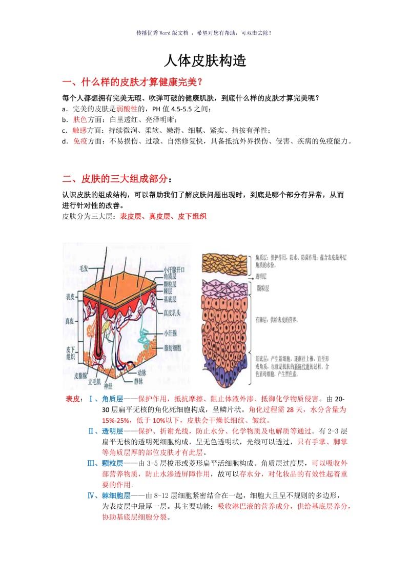 皮肤基础知识：皮肤构造Word版.doc_第1页