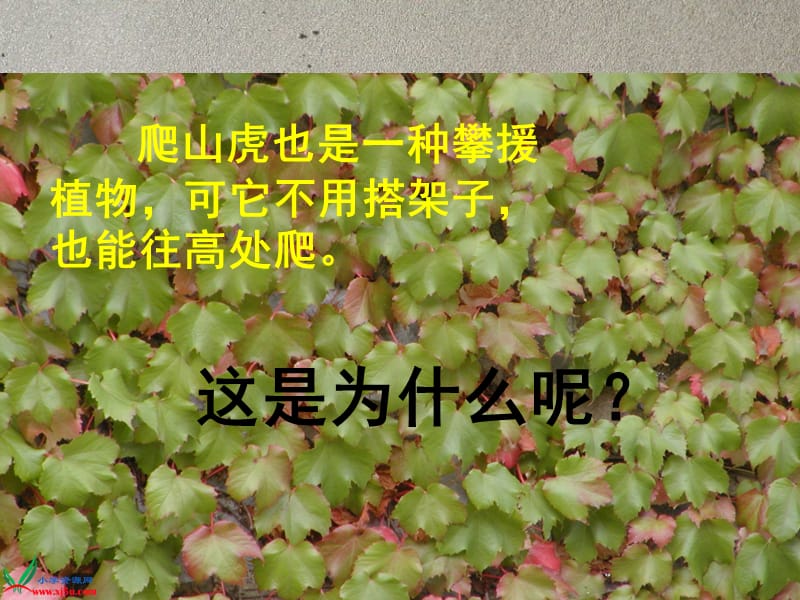 6·爬山虎的脚.ppt_第2页