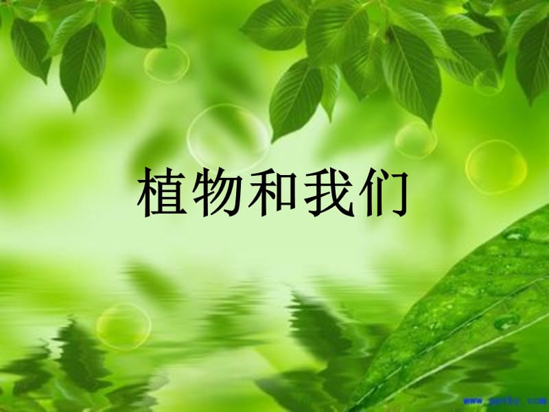 《植物和我们》.ppt_第1页