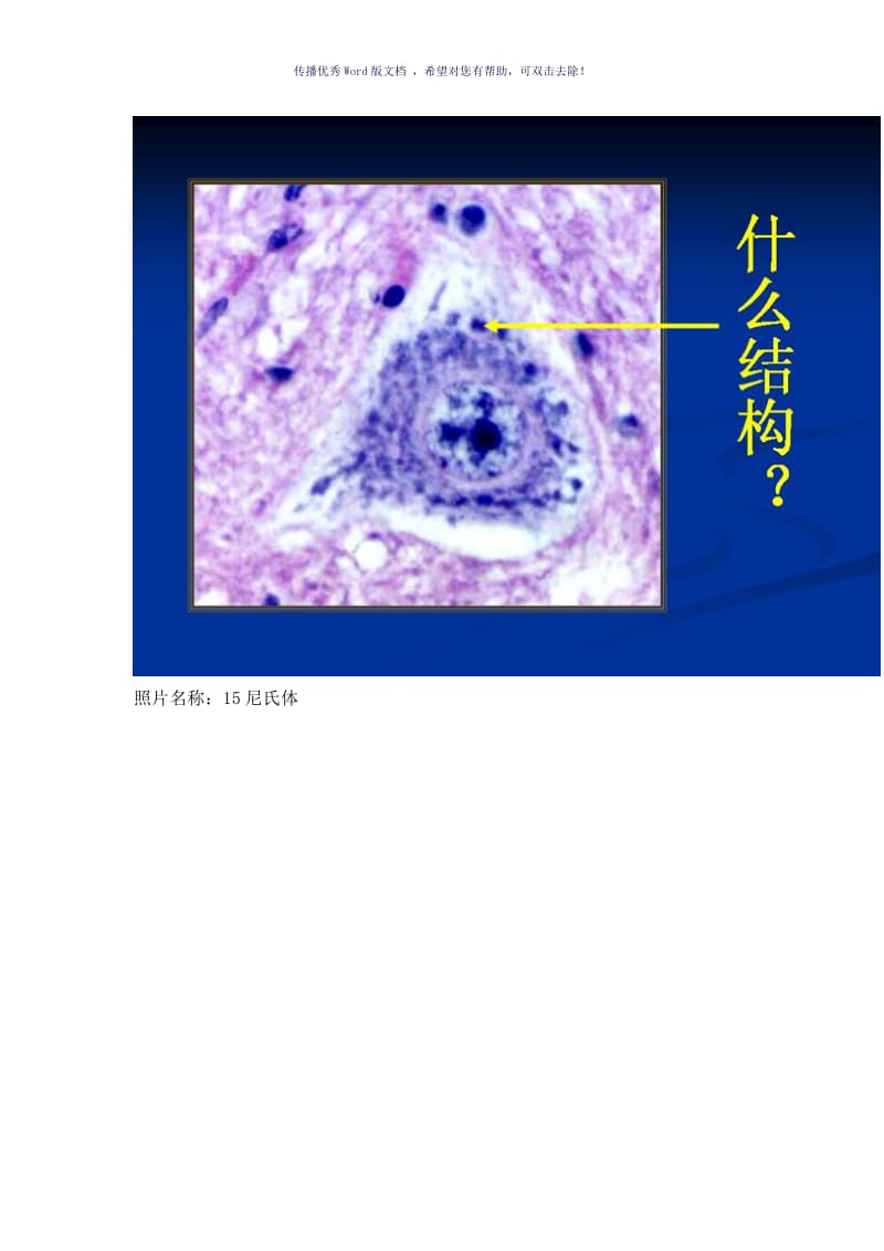 组织胚胎学标本考试(医学生必备)Word版.doc_第2页