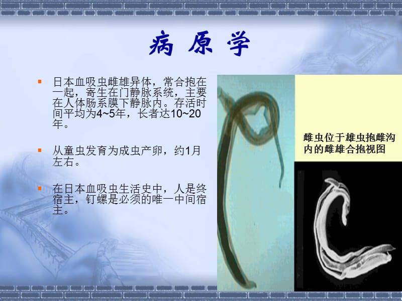 血吸虫病 schistosomiasis.ppt_第3页