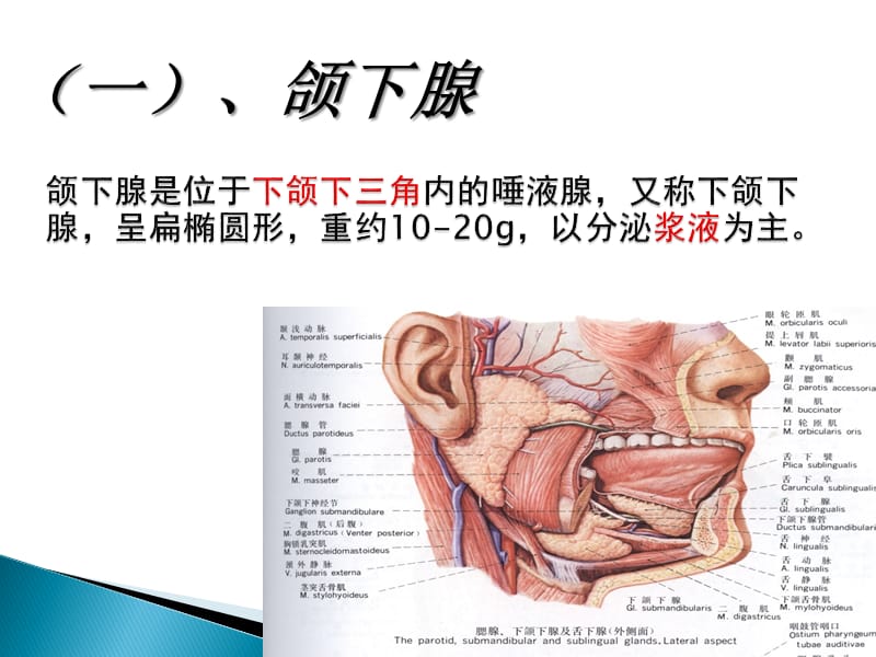 颌下腺解剖及正常超声表现.ppt_第3页