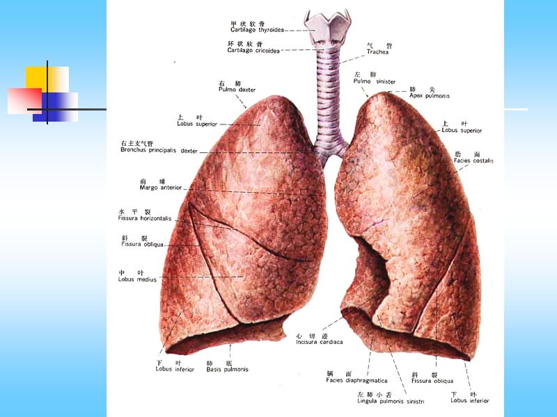 肺分叶分段.ppt_第3页