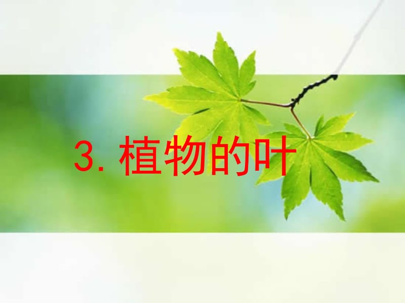 《植物的叶》.ppt_第1页