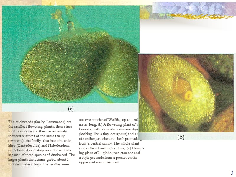 实验花的构造PPT课件.ppt_第3页