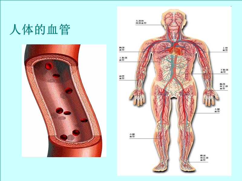 血流的管道-血管(完整版)(课堂PPT).ppt_第1页