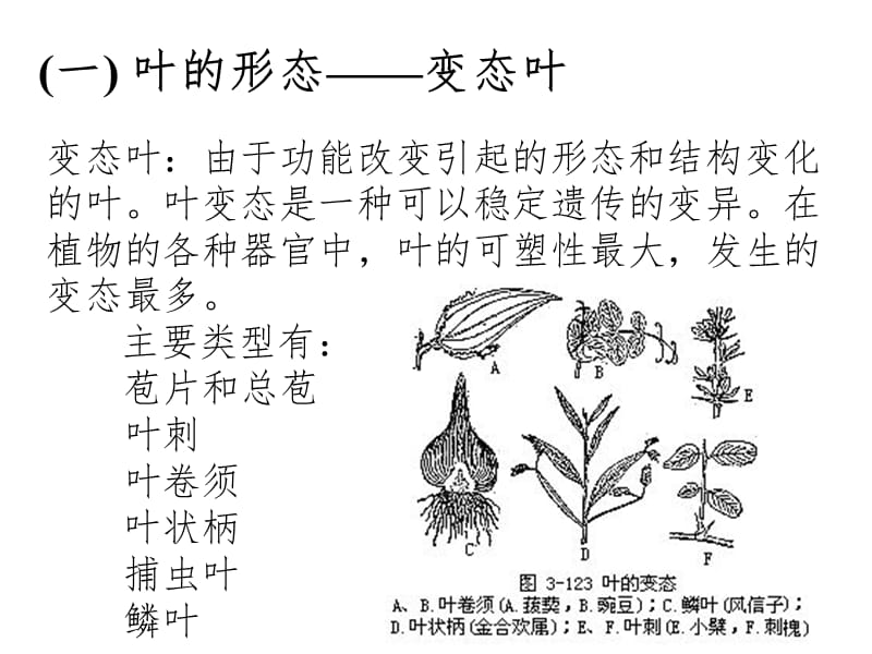 叶及植物生理作用PPT课件.ppt_第3页