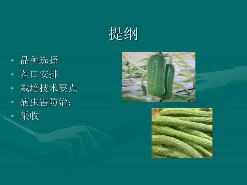 《水果黄瓜栽培技术》PPT课件.ppt_第2页