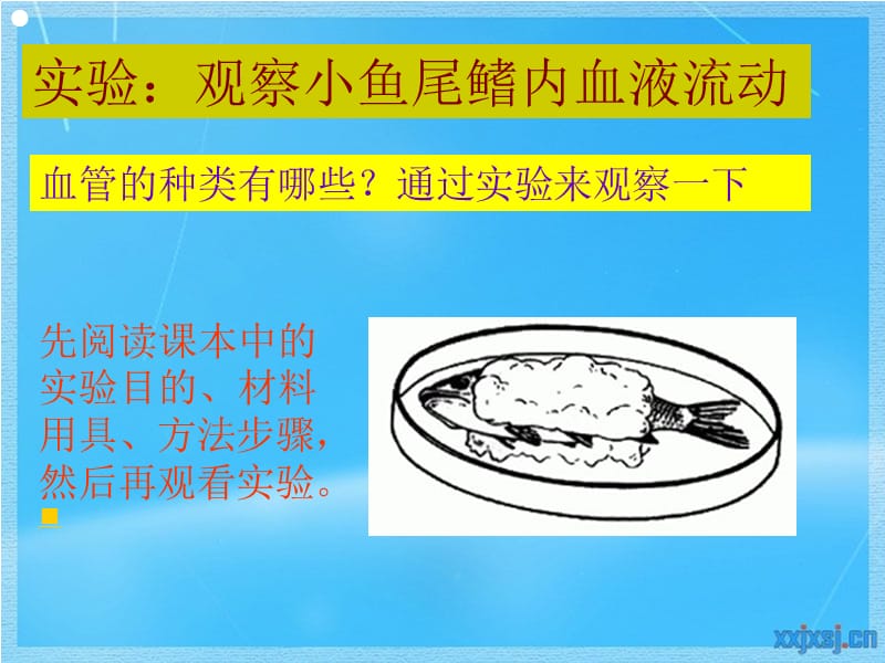 七年级生物血管.ppt_第3页