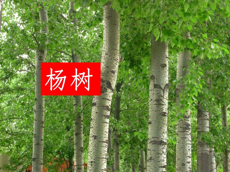 校园里的植物朋友PPT课件.ppt_第2页