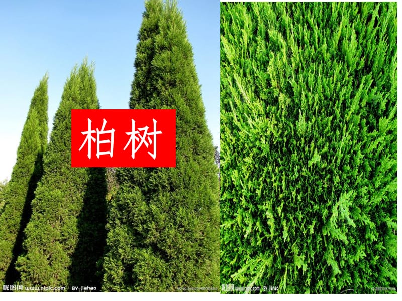 校园里的植物朋友PPT课件.ppt_第3页