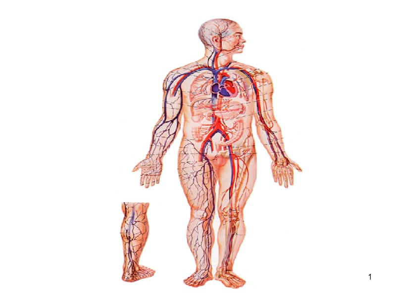 （推荐精选）下肢血管、肌肉、神经解剖.ppt_第1页