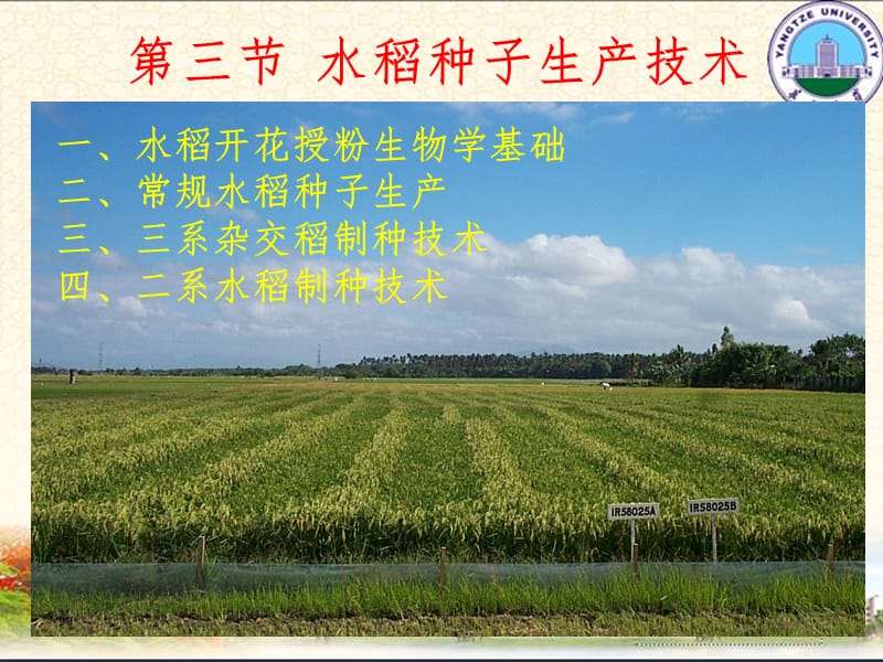 水稻种子生产技术PPT课件.ppt_第1页