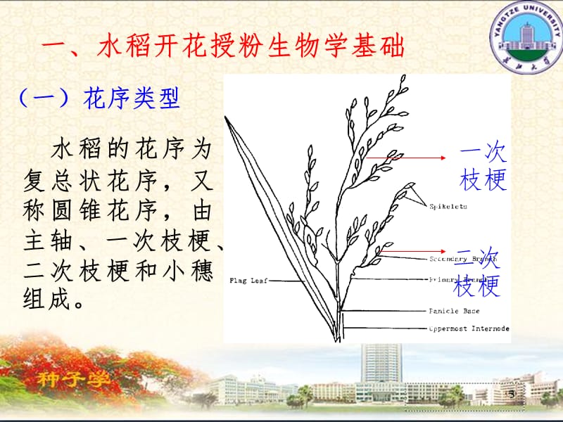 水稻种子生产技术PPT课件.ppt_第3页