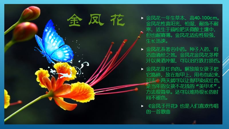 金凤子开红花.pptx_第3页