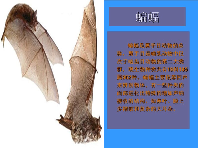 《蝙蝠和雷达》.ppt_第2页