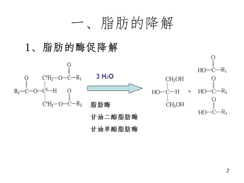 生化b脂类代谢PPT课件.ppt_第2页