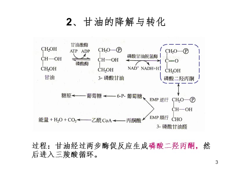 生化b脂类代谢PPT课件.ppt_第3页