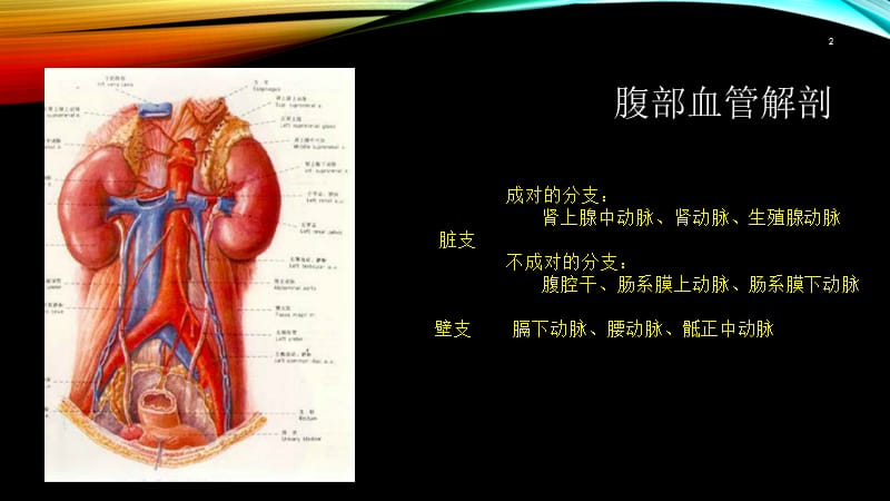 （推荐精选）腹部血管疾病的超声诊断.ppt_第2页