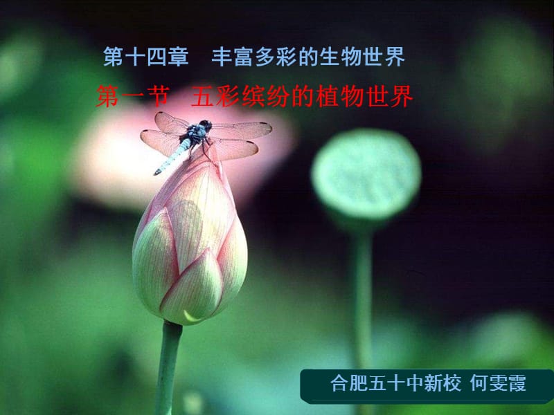 141-1五彩缤纷的植物世界.ppt_第1页