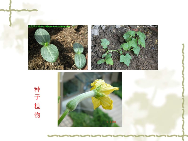 141-1五彩缤纷的植物世界.ppt_第3页