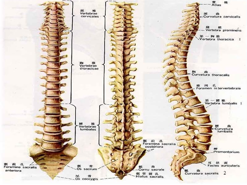 （推荐精选）脊柱解剖与神经分布.ppt_第2页
