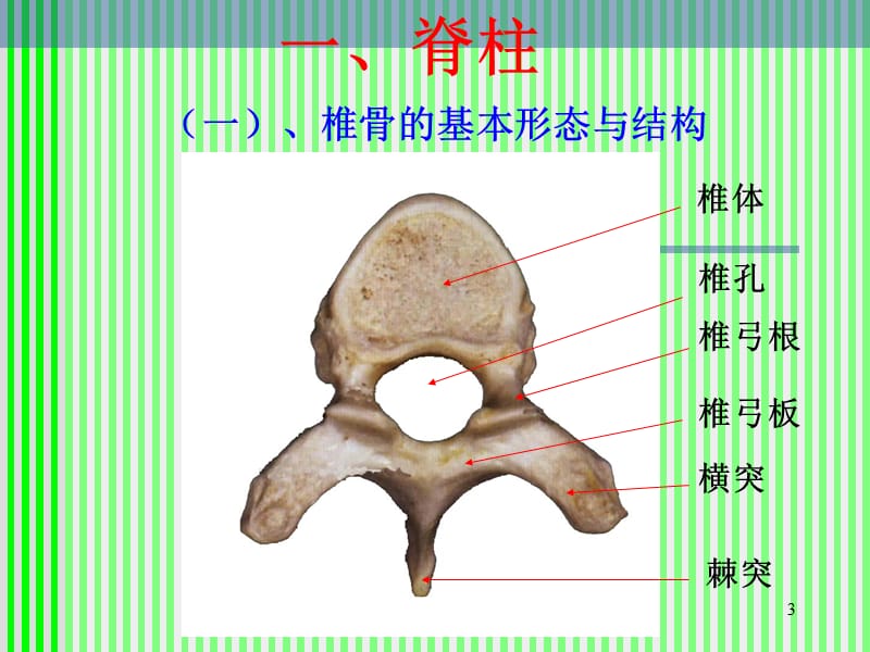 （推荐精选）脊柱解剖与神经分布.ppt_第3页