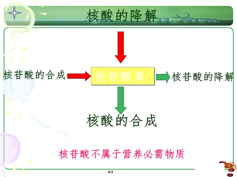 核苷酸代谢教学PPT课件.ppt_第2页