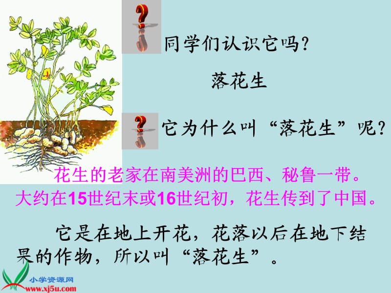 落花生 (3).ppt_第2页