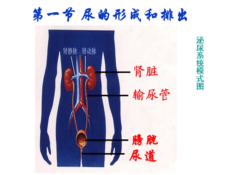 复习课件第四单元-第五章人体内废物的排出.ppt_第3页