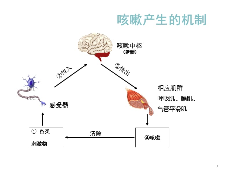 （推荐精选）小儿咳嗽用药.ppt_第3页