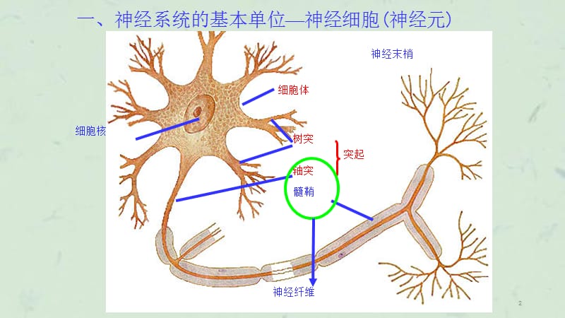 人教版教学课程321通过神经系统调节课件.ppt_第2页