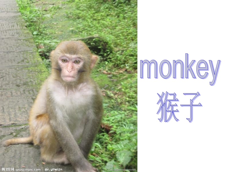 外研社三年级They're-monkeys.ppt_第3页