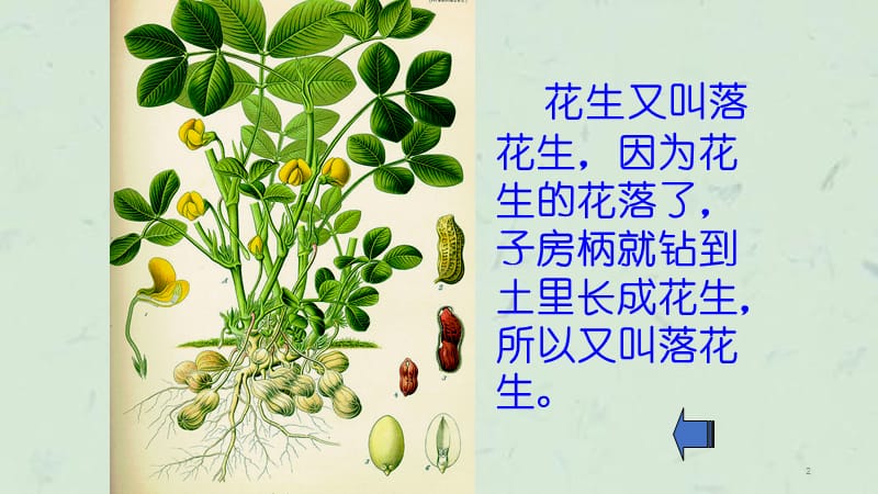 落花生用课件.ppt_第2页