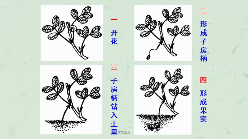 落花生用课件.ppt_第3页