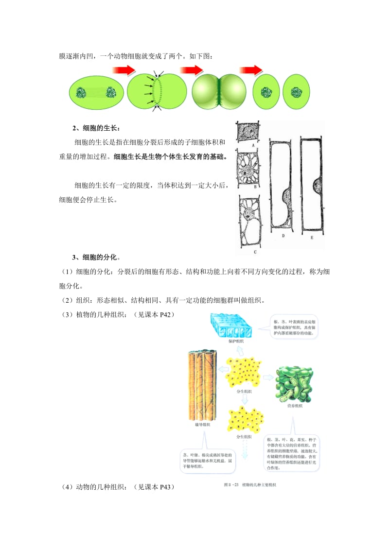 苏教版生物七上第一节细胞的分裂与分化word学案.doc_第2页