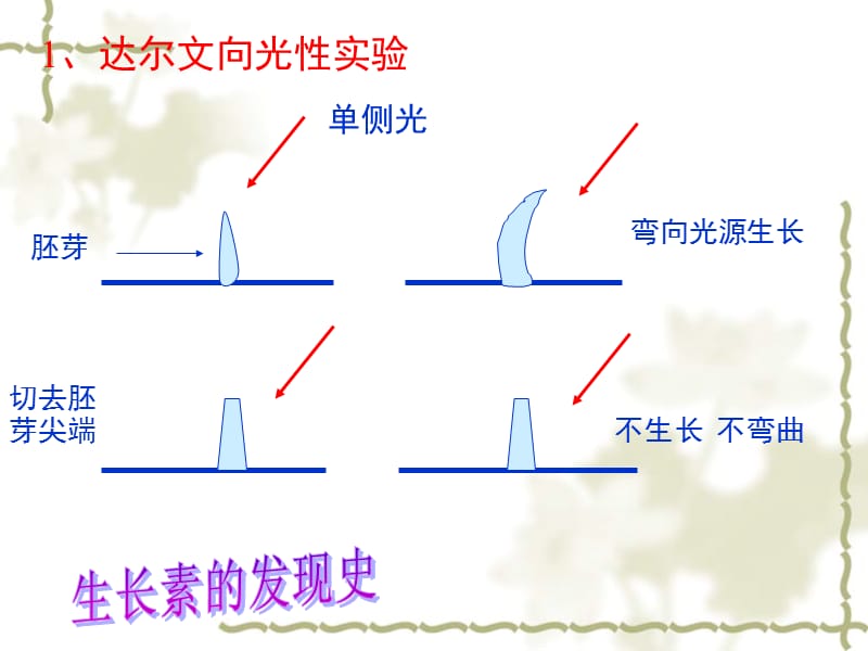 31植物生命活动的调节(2)B.ppt_第2页