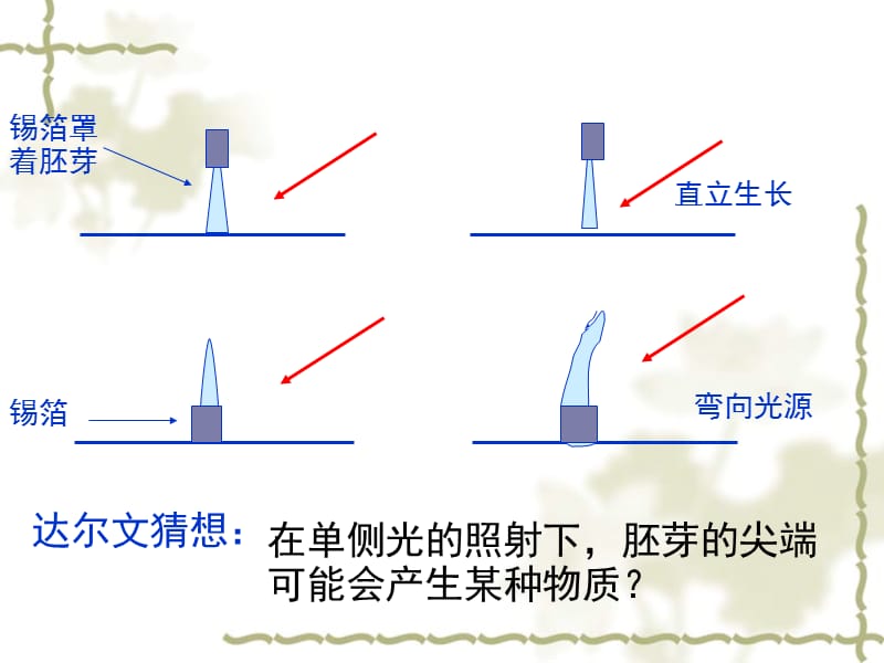 31植物生命活动的调节(2)B.ppt_第3页