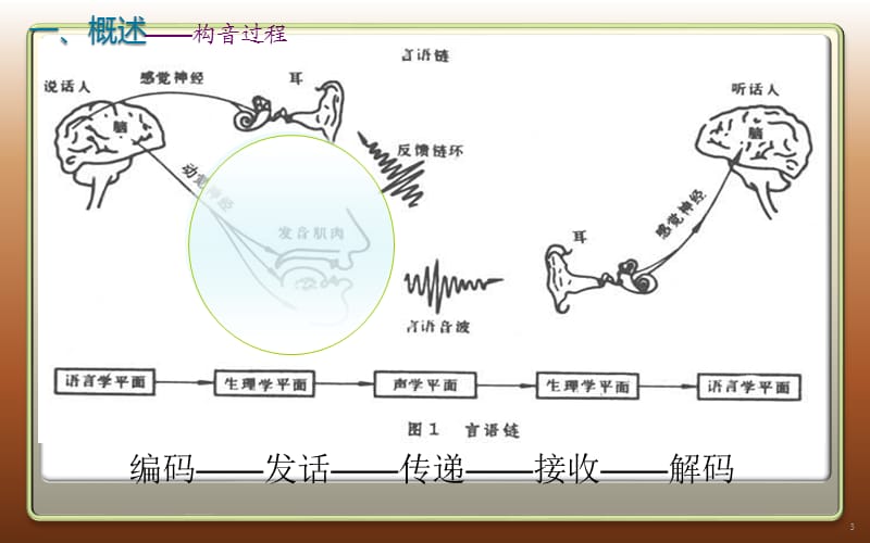 构音障碍【业界精制】.ppt_第3页