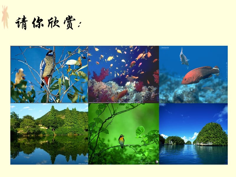 多彩的生命世界邹课件.ppt_第2页