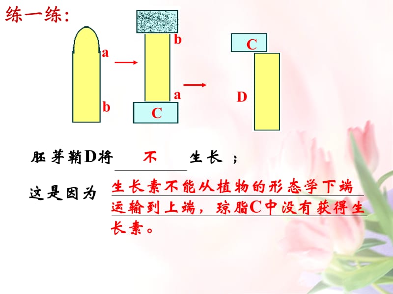 32生长素的生理作用hyh.ppt_第3页