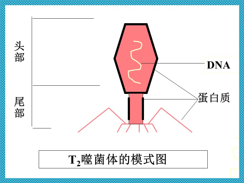 噬菌体侵染细菌过程.ppt_第2页