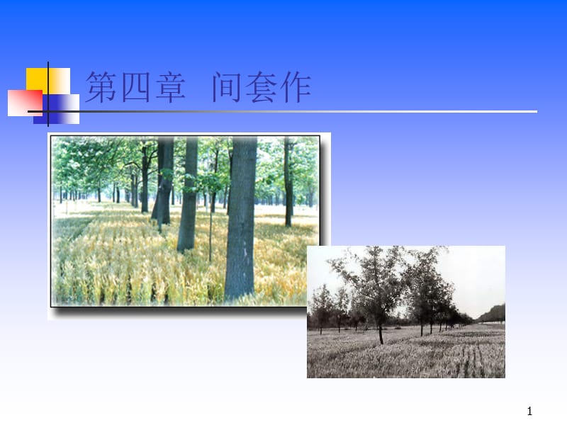 4间套作.ppt_第1页