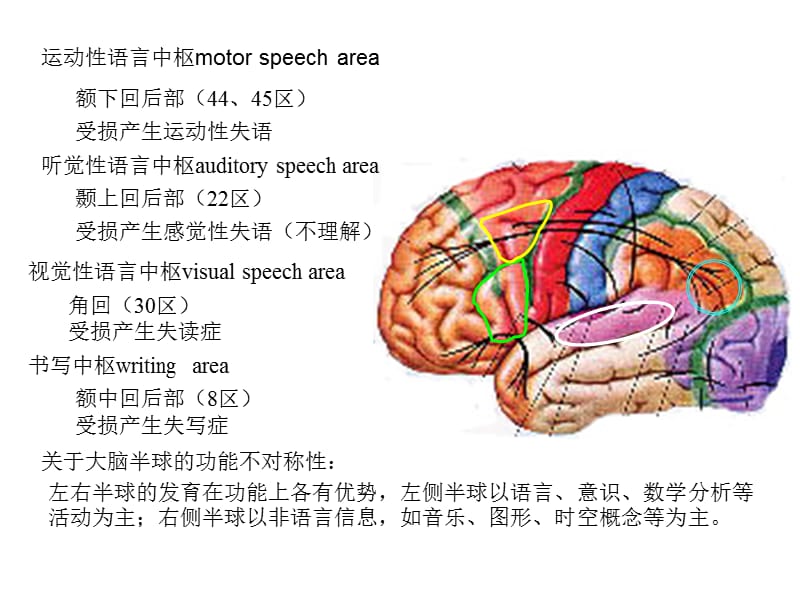 《运动性语言中枢m》PPT课件.ppt_第2页