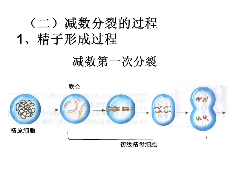 《细胞的增殖》PPT课件.ppt_第3页