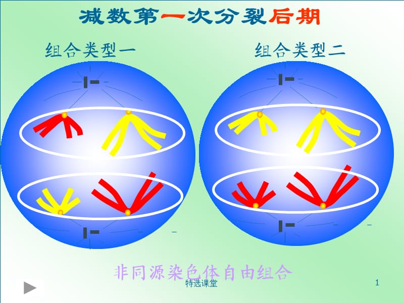 基因和染色体的关系(基因在染色体上)[教学课堂].ppt_第1页