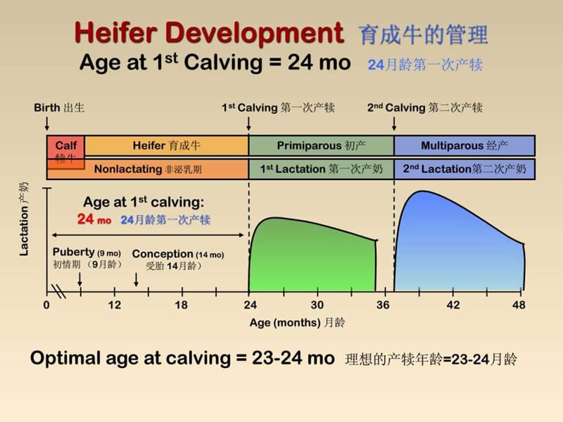 奶牛的繁殖管理(谷物协会)课件.ppt_第3页