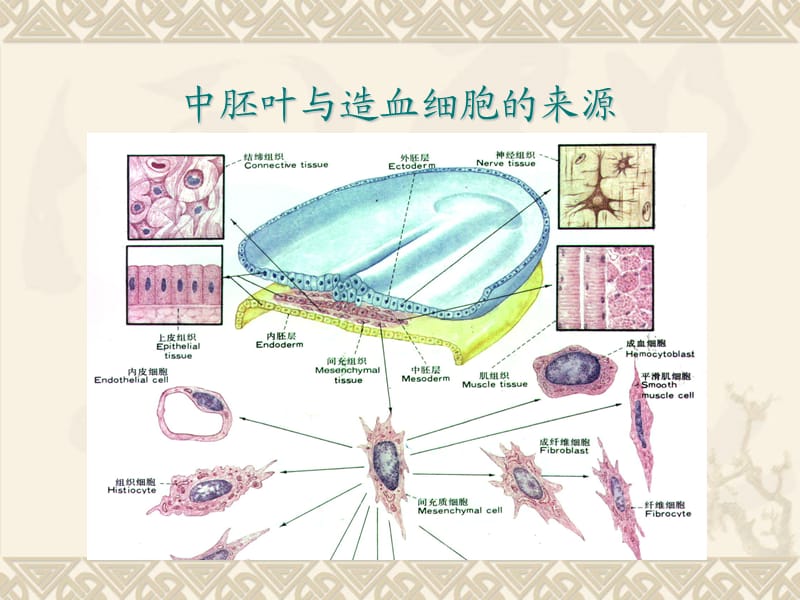 儿童造血和血象特点ppt课件.ppt_第3页